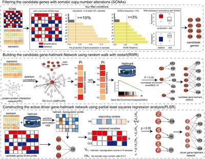 Identifying Key Somatic Copy Number Alterations Driving Dysregulation of Cancer Hallmarks in Lower-Grade Glioma